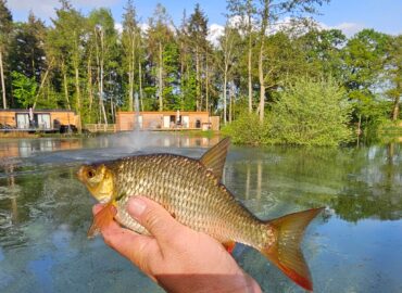 Person holding a fish in front of luxury lodges by a serene lake, highlighting fishing opportunities at Woodland Lakes Holiday Lodges.