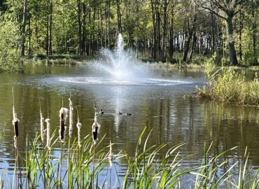 Fountain in a serene lake surrounded by lush greenery and mature woodland, featuring ducks swimming nearby, highlighting the tranquil setting of Woodland Lakes Holiday Lodges.