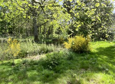 Lush green garden area with mature trees and vibrant yellow flowering shrubs, creating a serene outdoor setting near the Rowan Boutique Lodge.